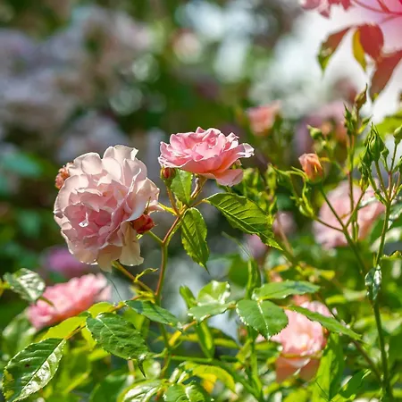 Grand Tulipan Gdynia