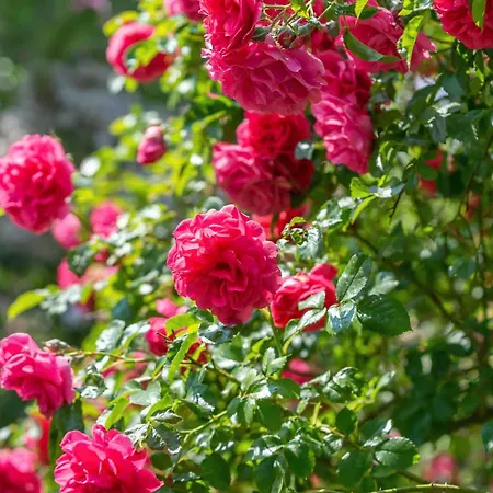 Couette-café Grand Tulipan *