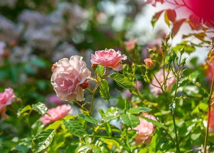 Grand Tulipan غدينيا