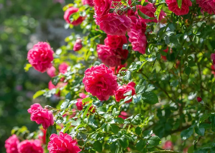 فندق مبيت وإفطار Grand Tulipan *